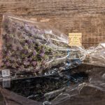 Άγρια Μέντα (Φλισκούνι)