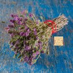 Θυμάρι, Άγριο