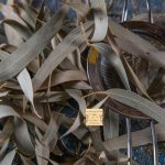 Ευκάλυπτος